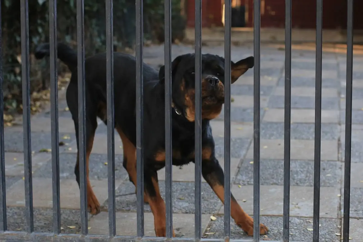 Mujer Falleci Tras Ser Atacada Por Jaur A De Perros En Buin