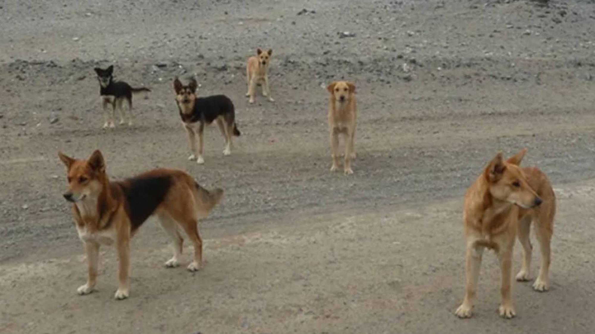 En San Pedro De Atacama Solicitan Eutanasia Para 4 500 Perros