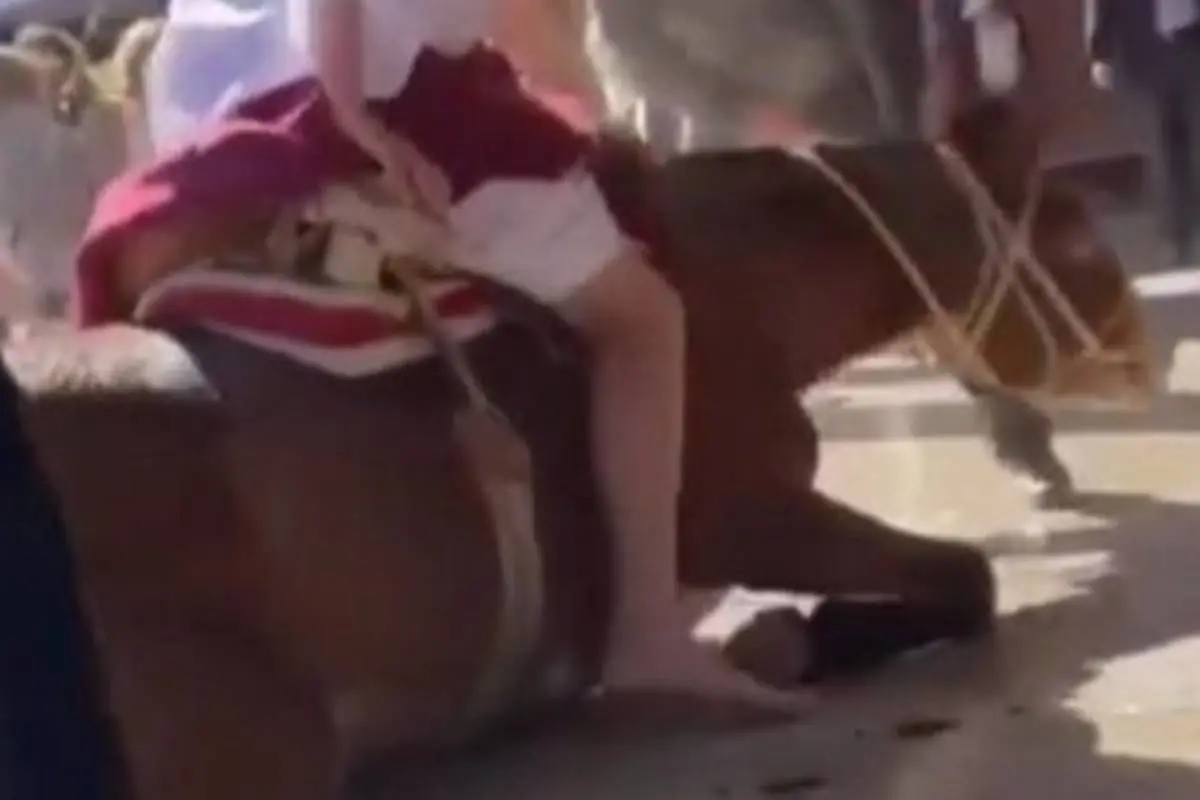 image-5.jpg, Denuncian maltrato animal en colegio en Vitacura. Foto: Captura de pantalla.