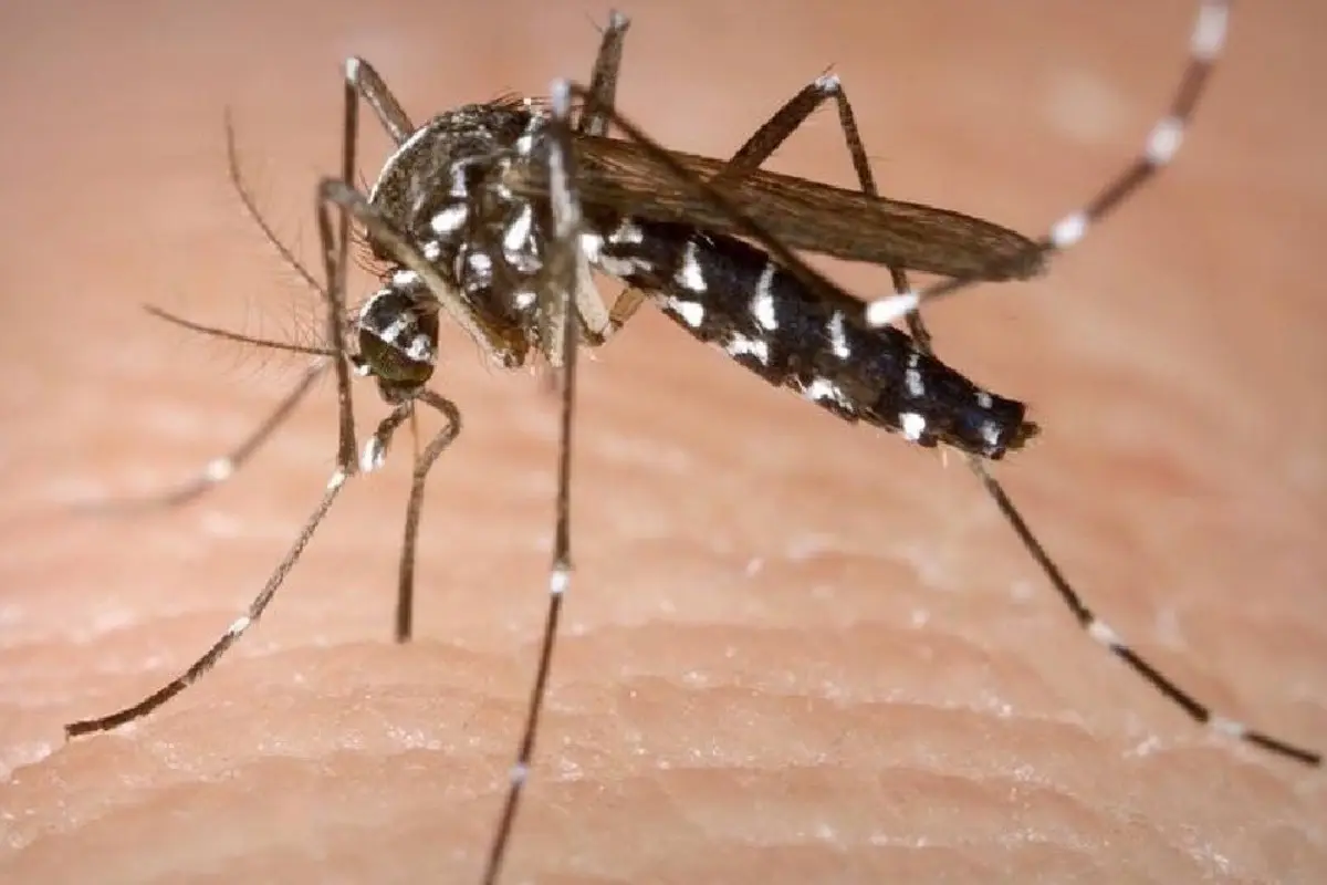 mosok.jpg, Los mosquitos podrían producir la próxima pandemia, según la OMS.