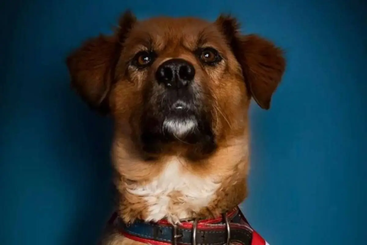 whatsapp_image_2022-03-11_at_13_21_09.jpg, Brownie asume como primer perro de la República