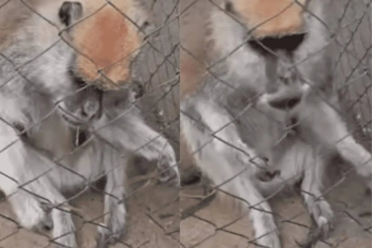 disenxo_sin_tixtulo-3.png, 