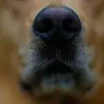 Consejo regional pide resguardo a agricultores tras ataques de perros asilvestrados. Foto: Agencia Uno., Agencia Uno
