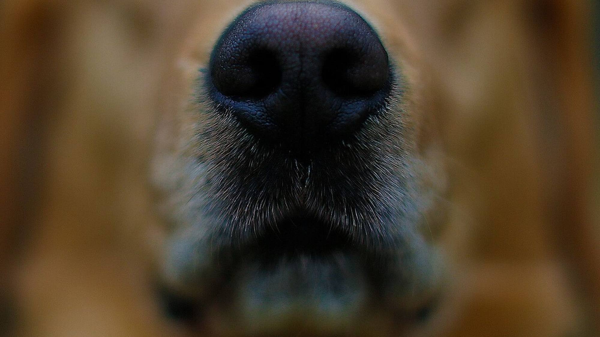 Los mejores parques y caniles para pasear con perros en Santiago