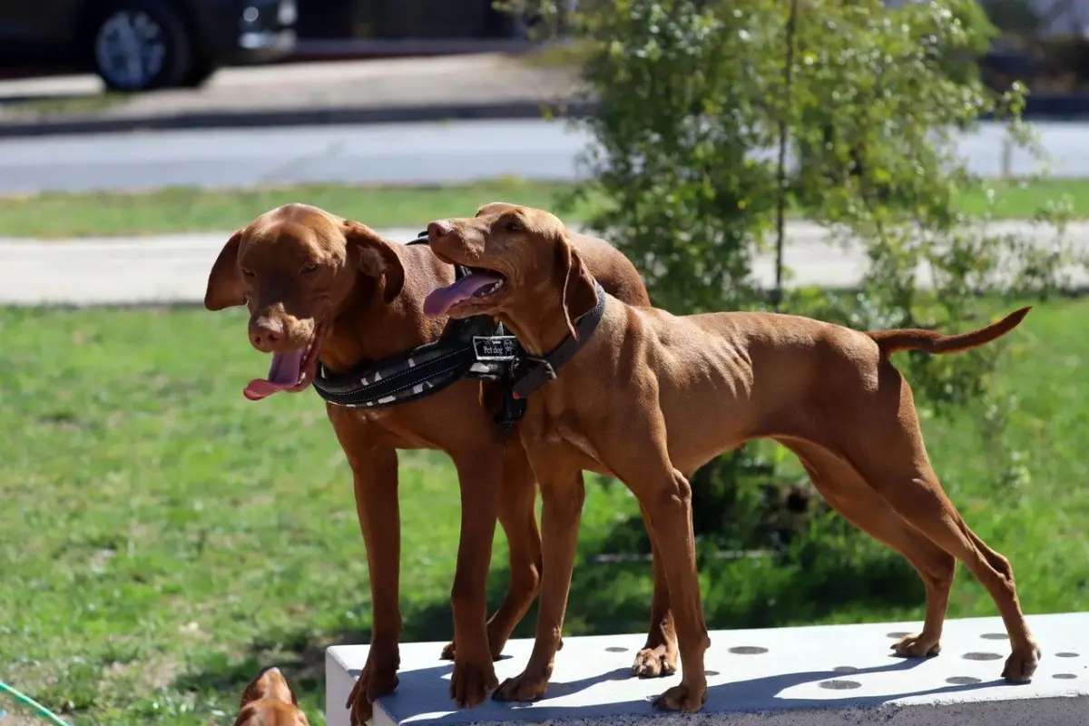 La familia de la fallecida decidió someter a un proceso de eutanasia a los perros. Foto: Agencia Uno., Agencia Uno