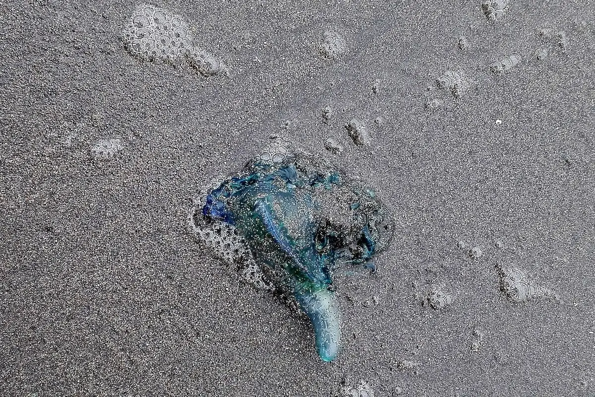 Fragata portuguesa obliga a cerrar cuatro playas en Viña del Mar. Foto referencial: Agencia Uno, Agencia Uno