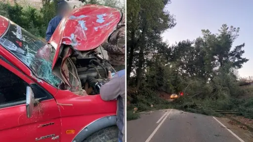 sin_txtulo_x1200_x_800xpxx_-_2022-05-17t120057_490.jpg, El vehículo quedó prácticamente destruido tras la caída del enorme árbol en su parte delantera
