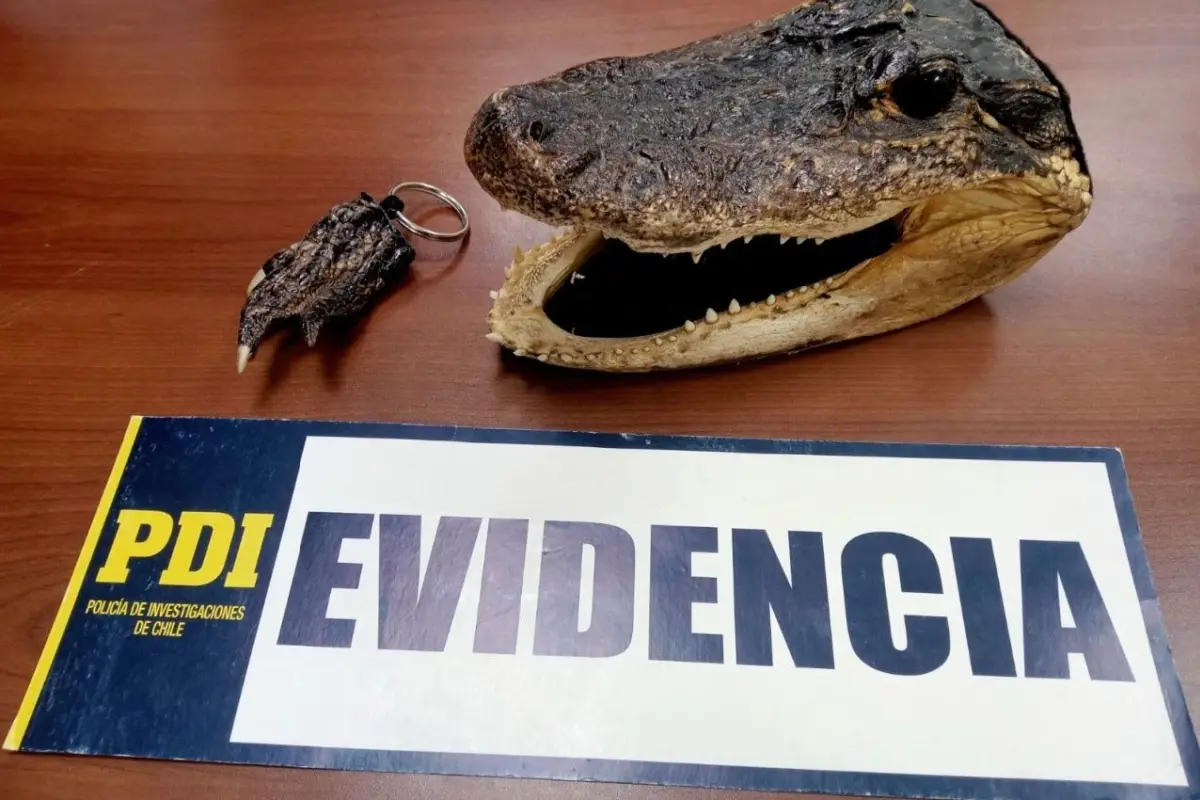 cocodrilopdi_x1x.jpg, El sujeto comercializaba las parte como piezas de artesanía. La pata la vendía como llavero. Foto: PDI O'Higgins