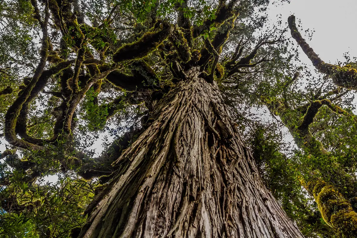portada-alerce.jpg, Un estudio afirma que árbol más viejo del mundo se encuentra en el sur de Chile.