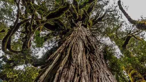 portada-alerce.jpg, Un estudio afirma que árbol más viejo del mundo se encuentra en el sur de Chile.