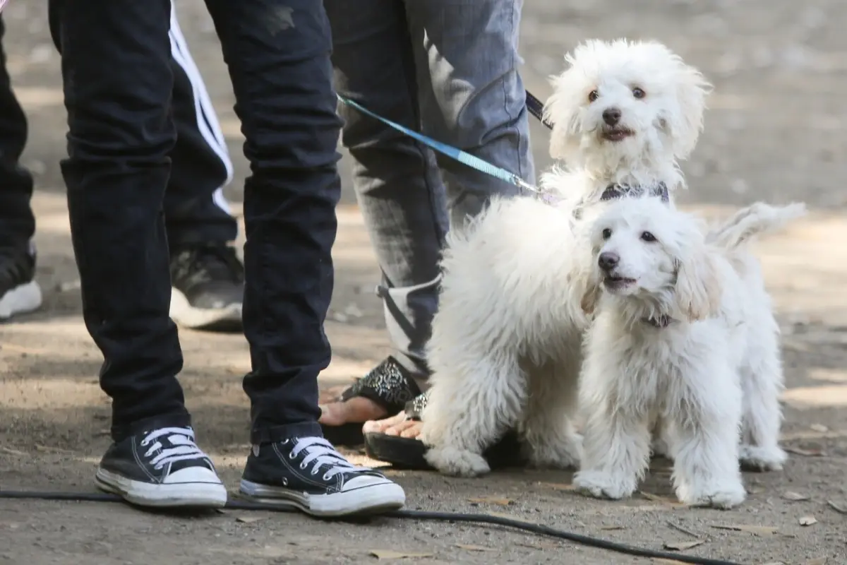 Desde el Ministerio de Salud de Chile indicaron a estar atentos y moniteorando sobre la enfermedad. Foto: Agencia Uno., Agencia Uno