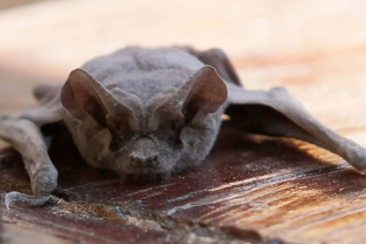 social-encuentran-murcielago-en-bodega-de-valdivia-1200x633_x1x.jpg, La rabia es una enfermedad letal, transmitida por los murciélagos a mamíferos. Foto: Agencia Uno.