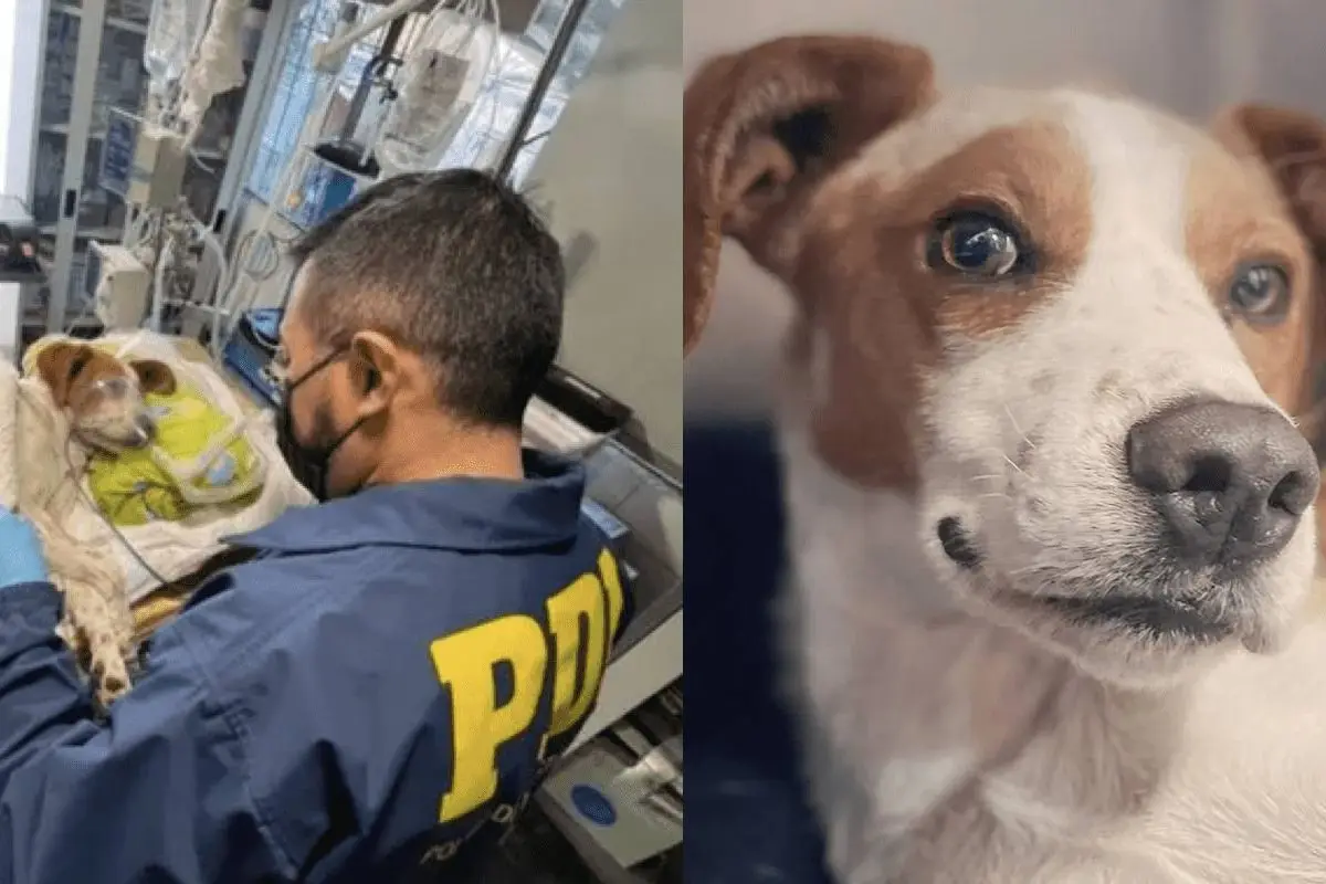 captura_de_pantalla_2022-06-22_a_las_09_41_10-1.png, 