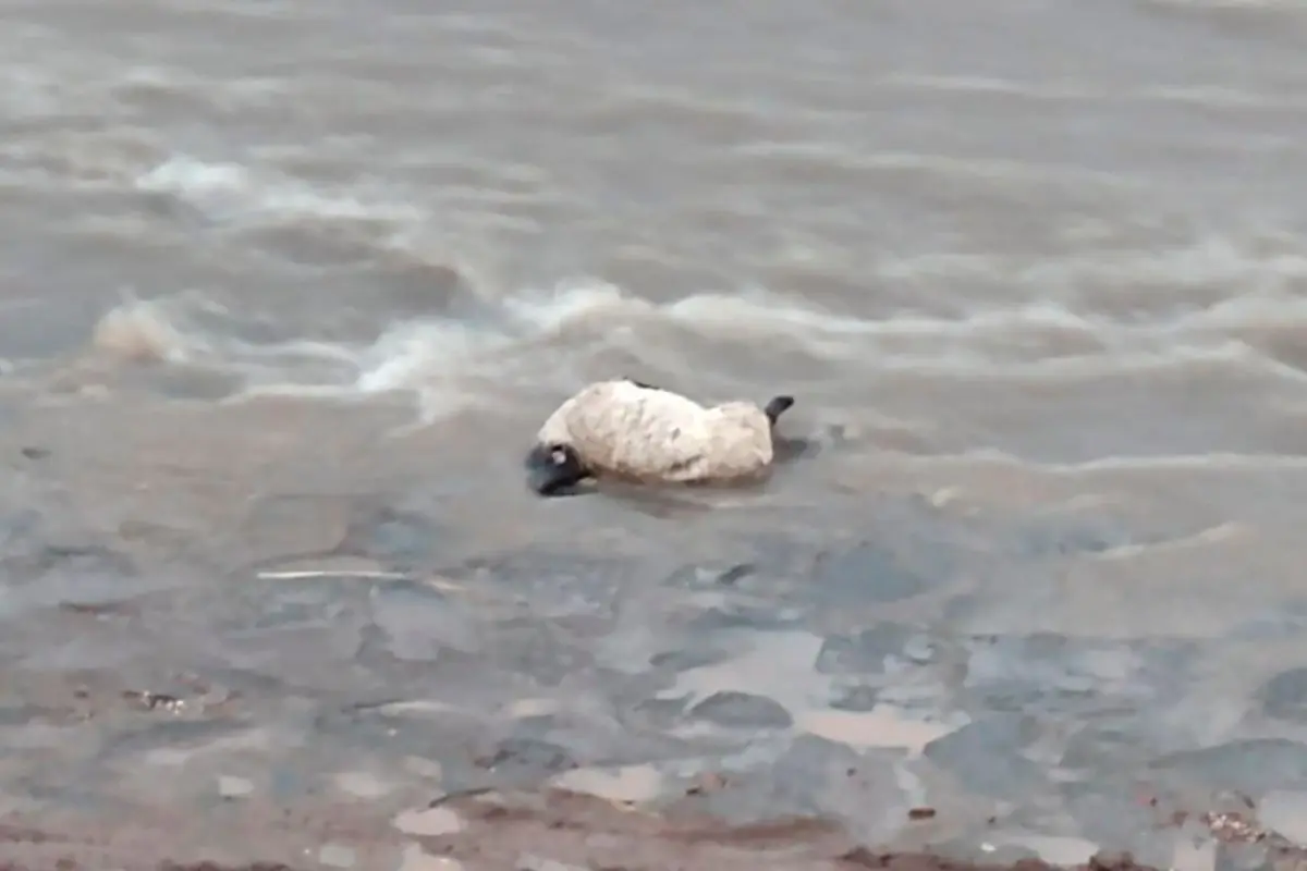 barra_colo_colo_x93x-2.jpg, 