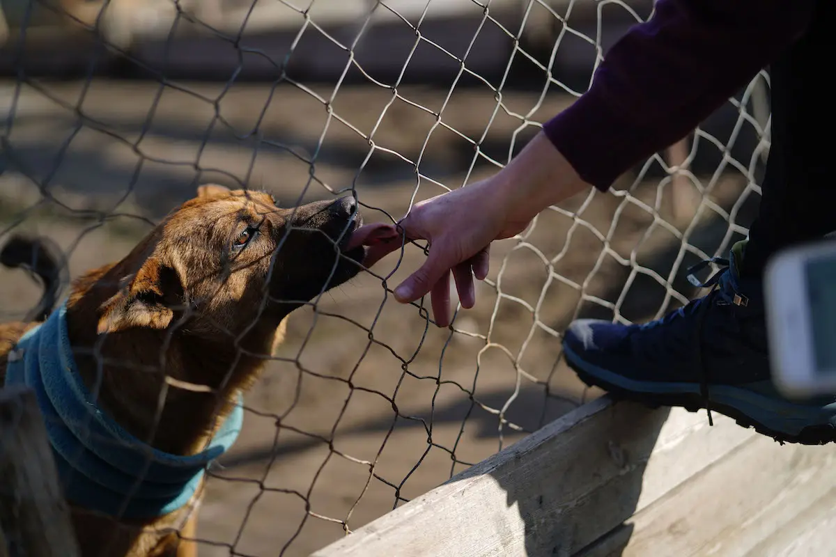 Municipalidad de Maipú investiga caso de zoofilia contra perro