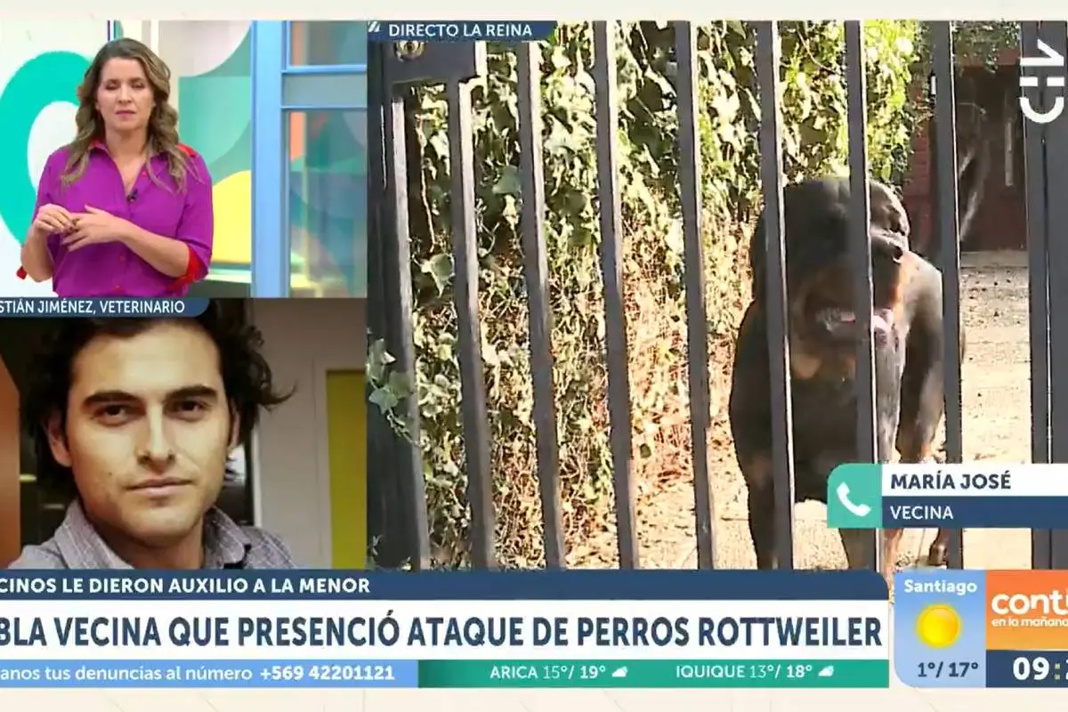 perros Rottweiler