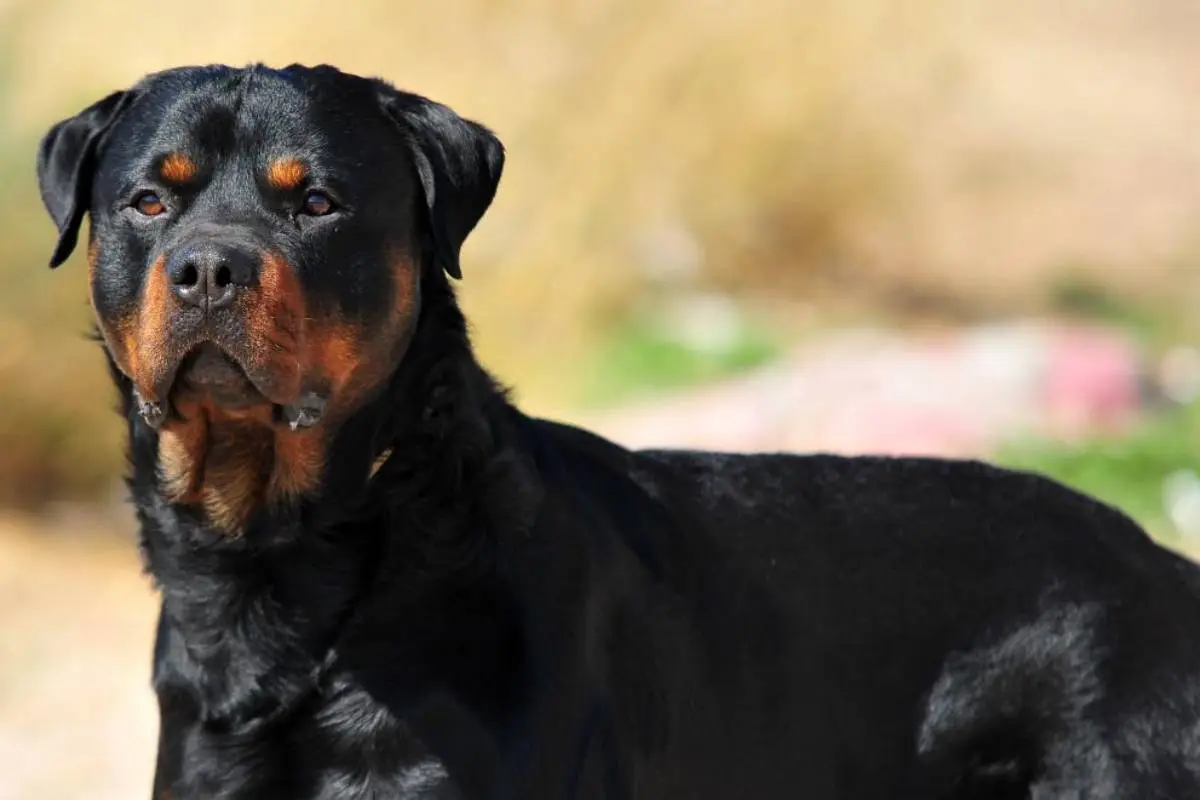 Rottweiler La Reina