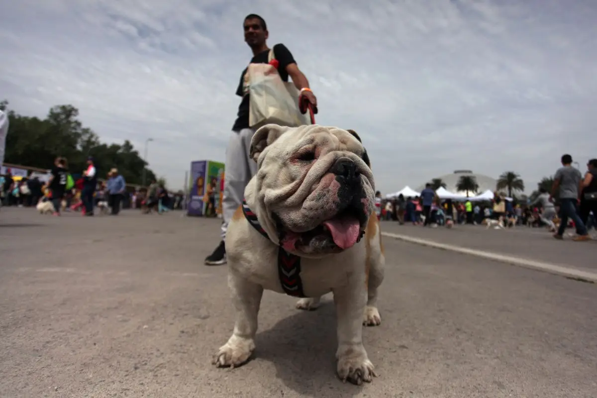 Vida sana para mascotas