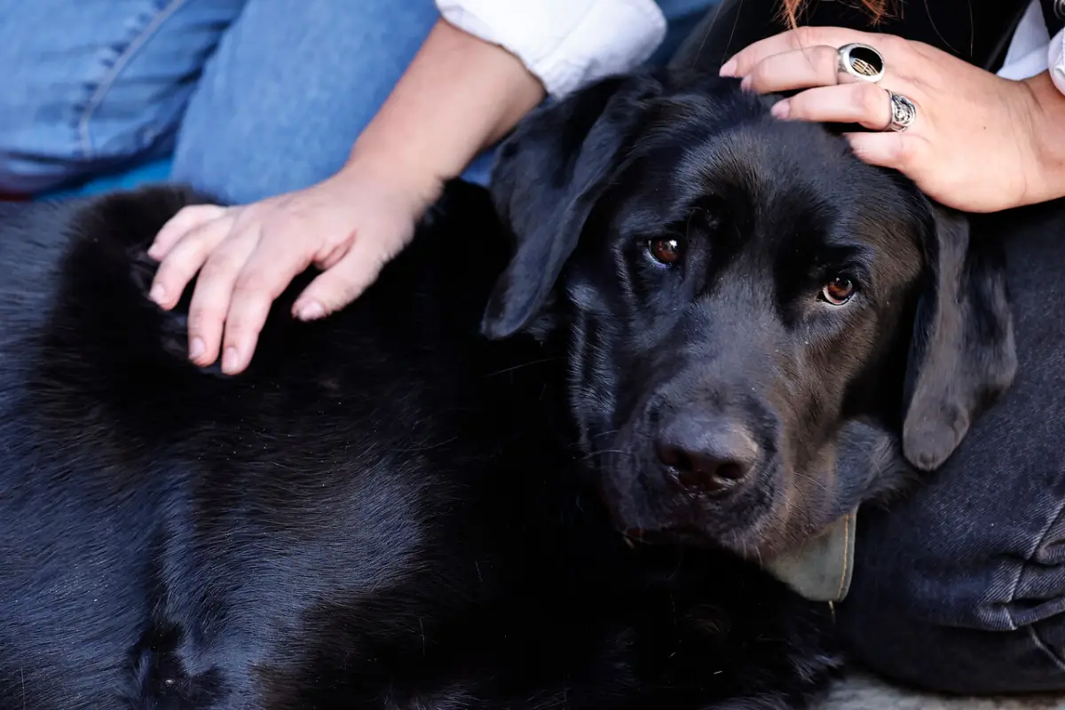 Zoofilia en Coquimbo: perrito fue rescatado tras abuso sexual