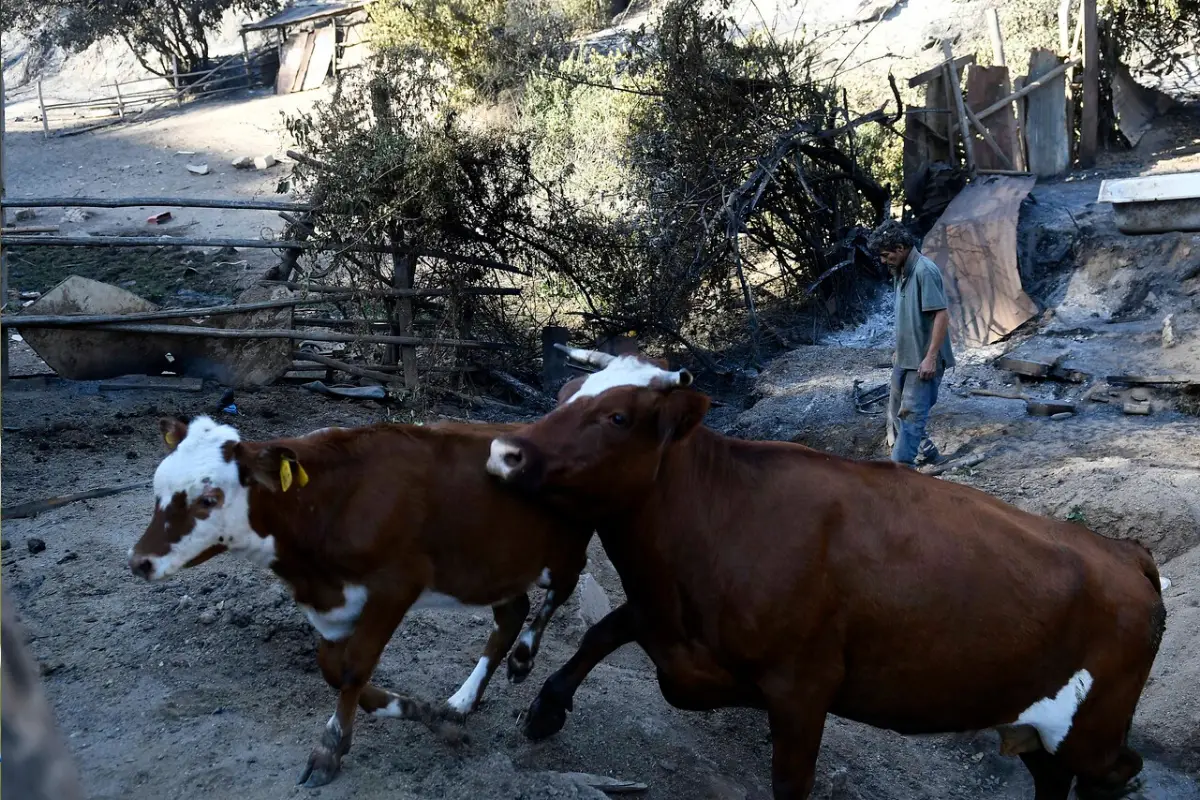 La ganadería sufre un duro réves por los incendios en el país