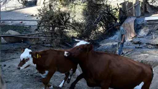 La ganadería sufre un duro réves por los incendios en el país