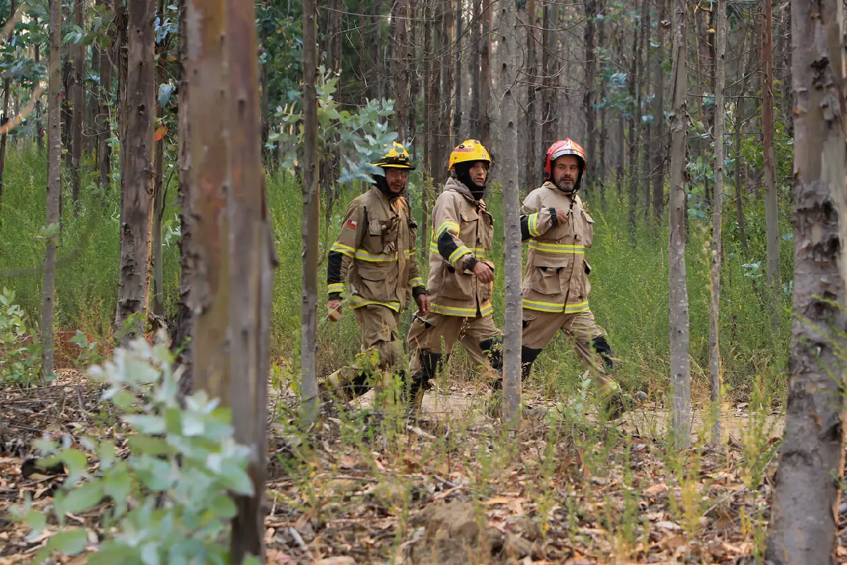 incendios forestales tome, 