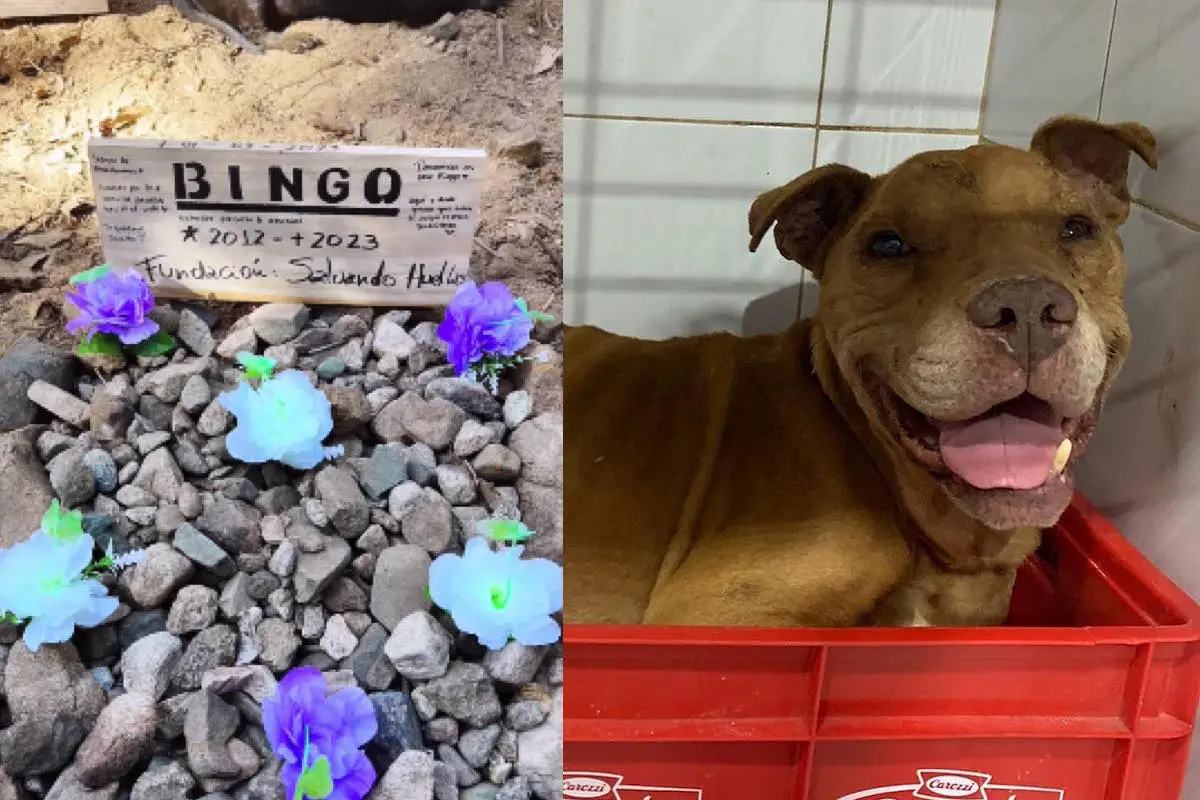 Bingo incendios forestales