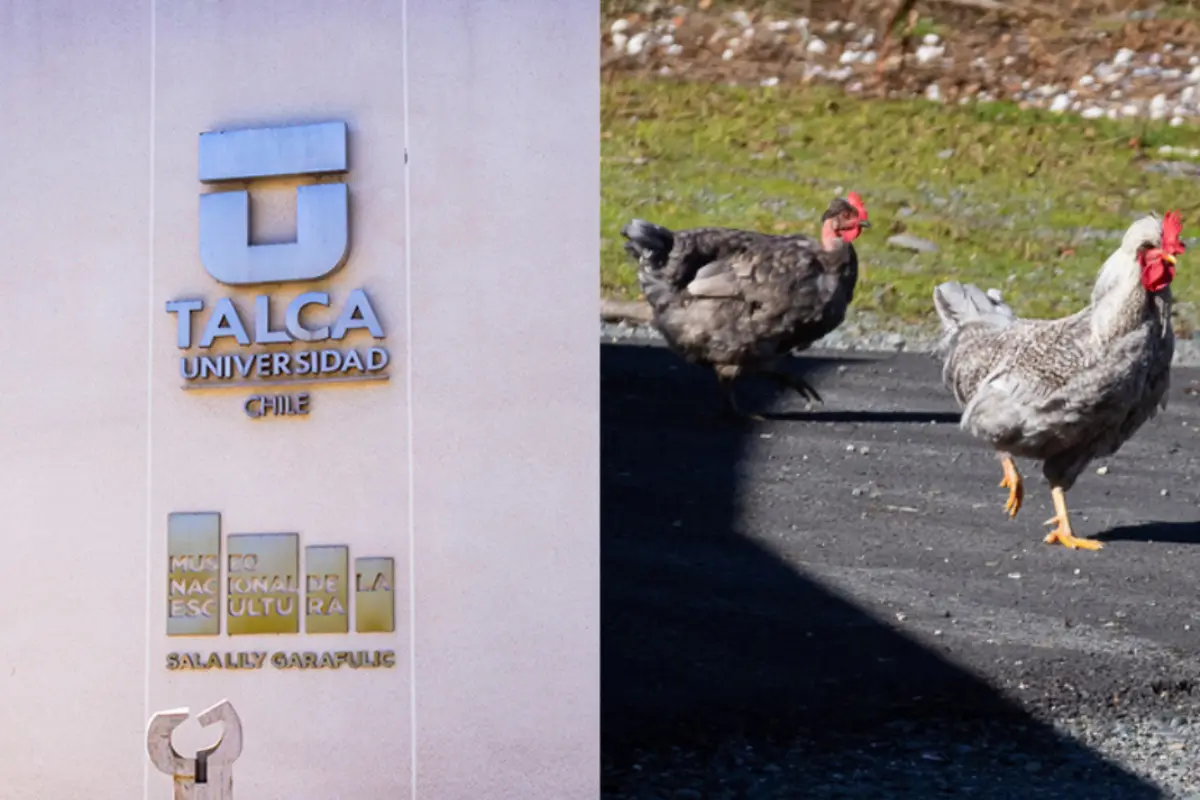 Universidad de Talca