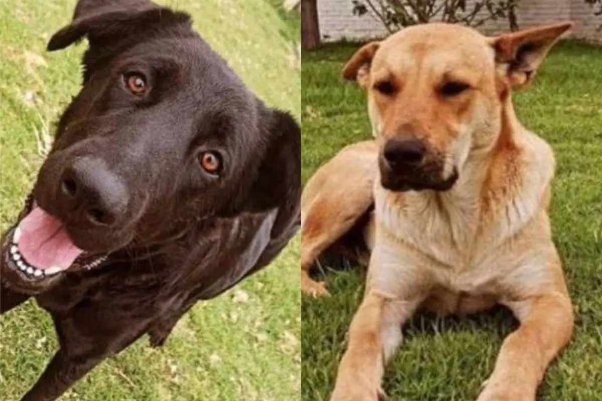 Universidad del Alba