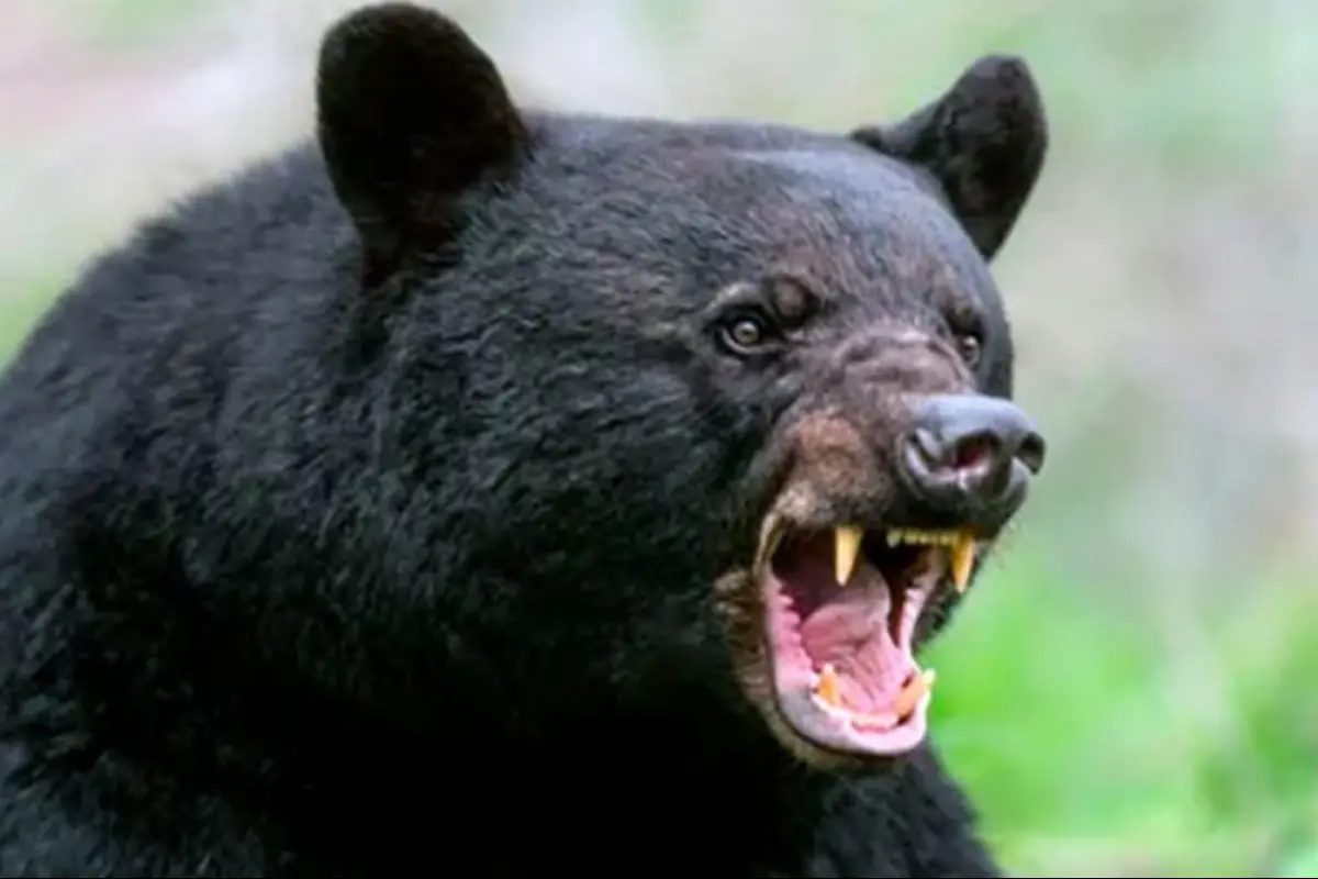cara de un oso negro gruñendo en el bosque