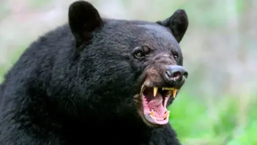 cara de un oso negro gruñendo en el bosque