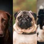 tres perros distintos en una foto dividida