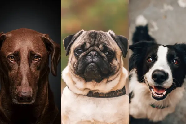tres perros distintos en una foto dividida