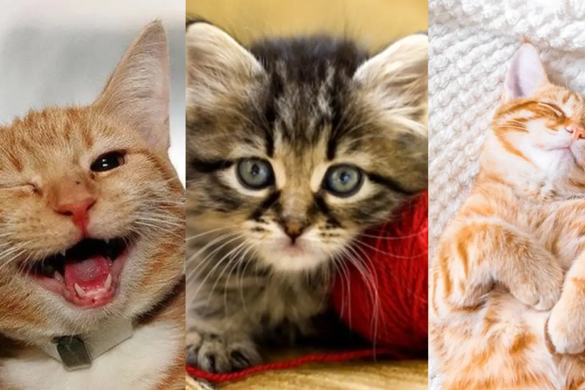 test de personalidad gatitos