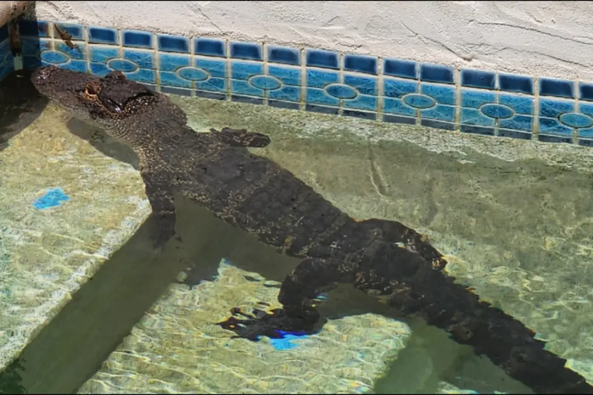 un caimán nadando en una piscina
