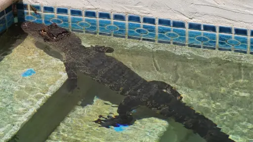 un caimán nadando en una piscina
