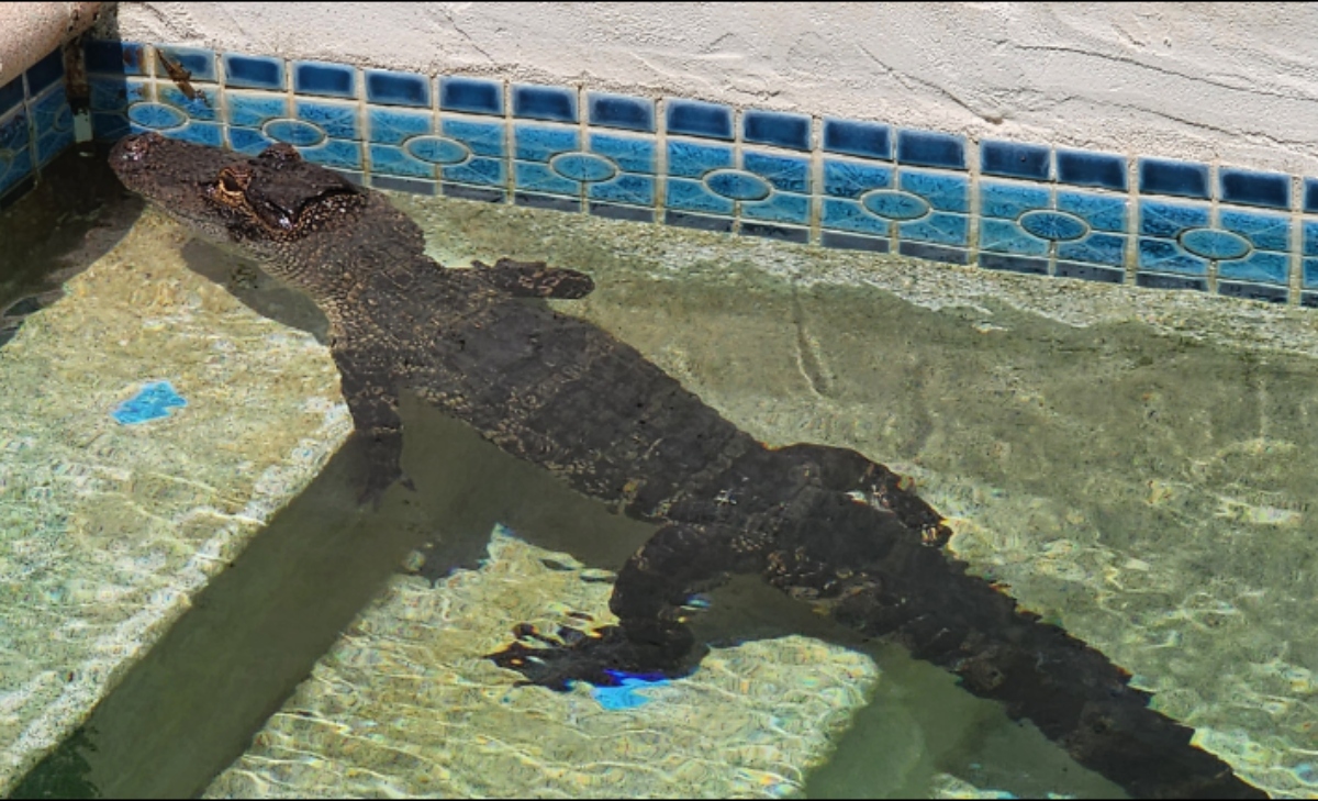 un caimán nadando en una piscina / FOTO: Pinellas County Sheriff's Office