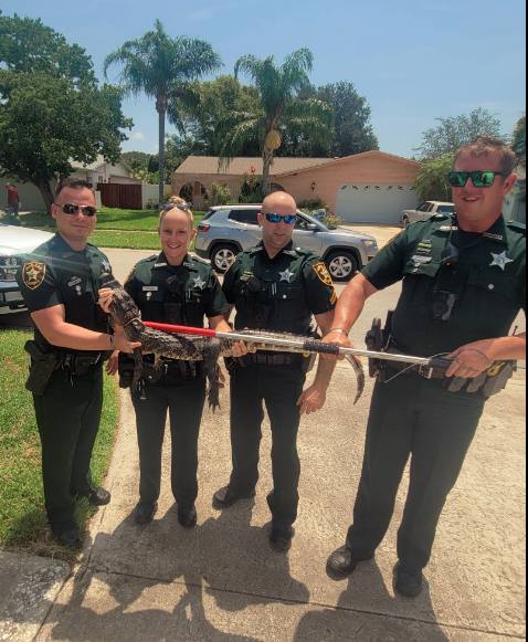 policias con el caimán / FOTO: Pinellas County Sheriff's Office