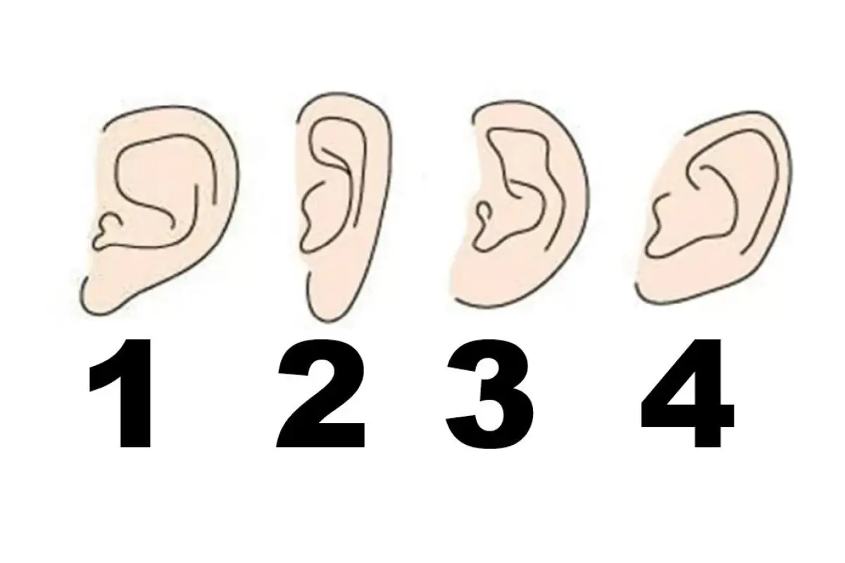 ilustracion con 4 tipos de orejas numeradas del 1 al 4