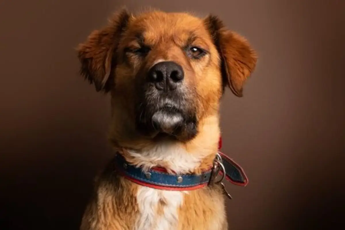 Brownie, perro de Gabriel Boric