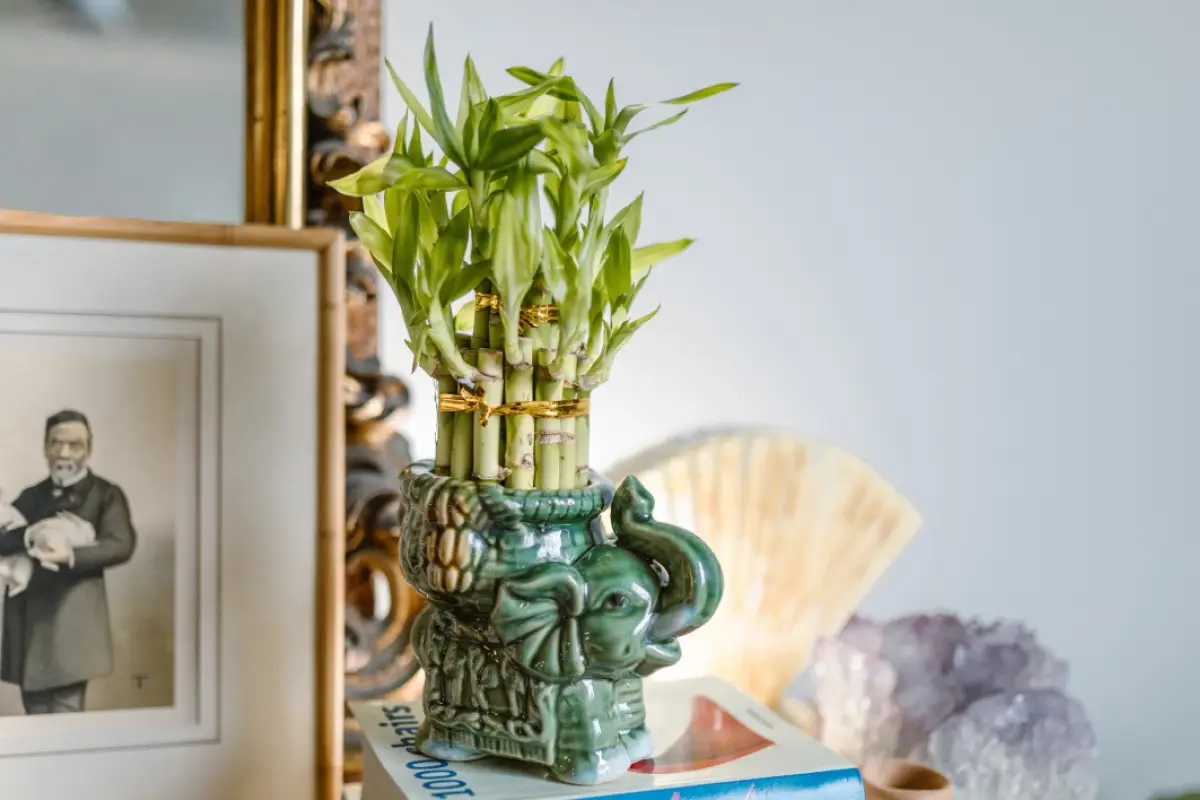 plantas y elemtos del fen shui