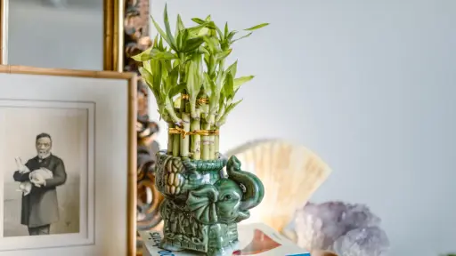 plantas y elemtos del fen shui