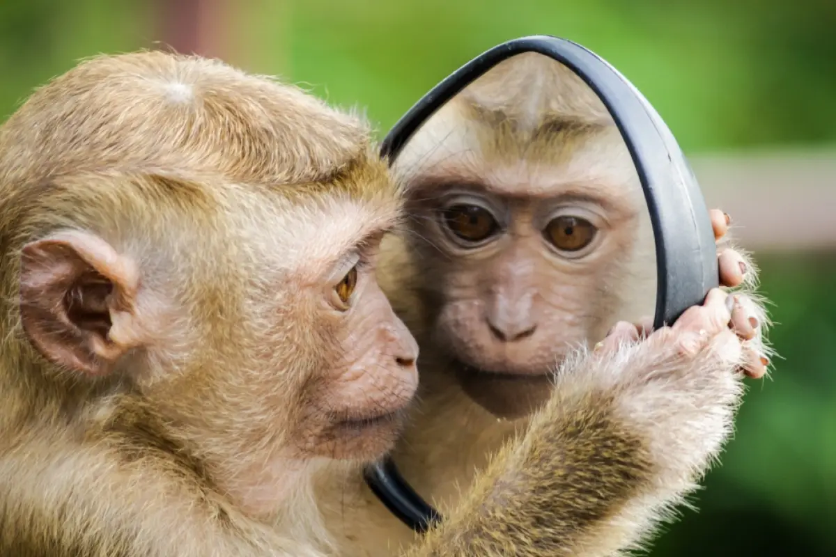 un mono mirándose en un espejo reflejando su rostro