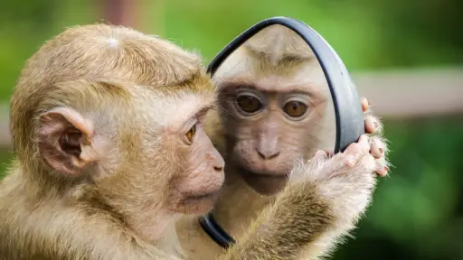 un mono mirándose en un espejo reflejando su rostro