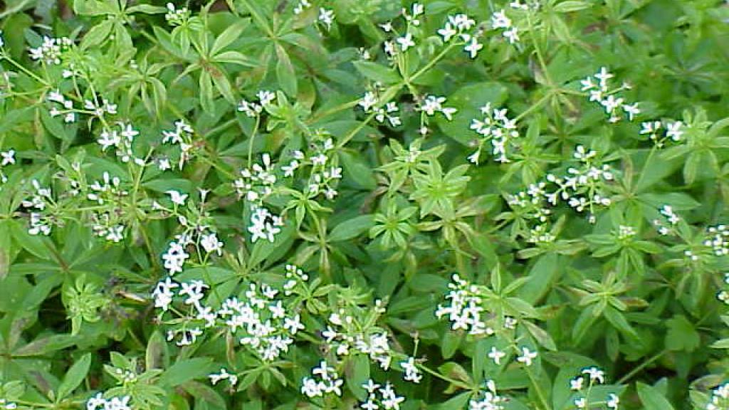 asperula olorosa / Foto: Wikicommons