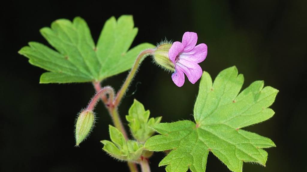 flor y hojas del geranio / Foto: Wikicommons