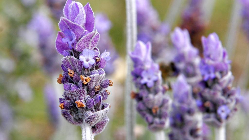 flores de la lavanda en primer plano / Foto: Wikicommons