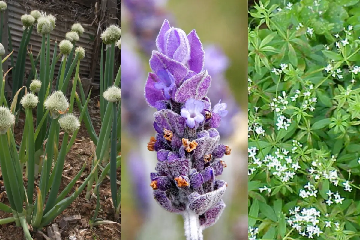 tres tipos de plantas repelente de mosquitos