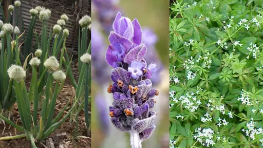 tres tipos de plantas repelente de mosquitos