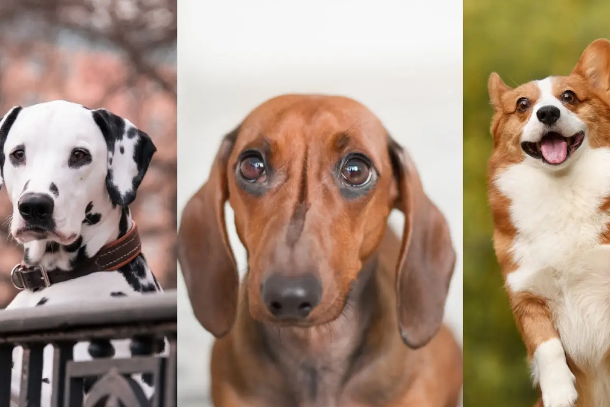 tres tipos de perros en una foto compuesta que ilustra la ansiedad en perros